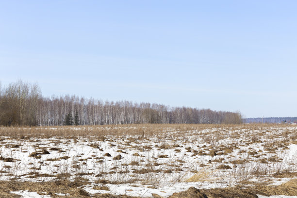 在早春拍摄的桦树森林边缘的野外全景。图片下载