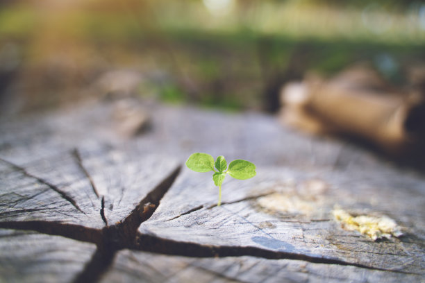 在丛林中，一棵深棕色的枯木树上，一株嫩绿的新种子的幼苗在颜色的对比下生长，透出生命的意义和感觉图片下载