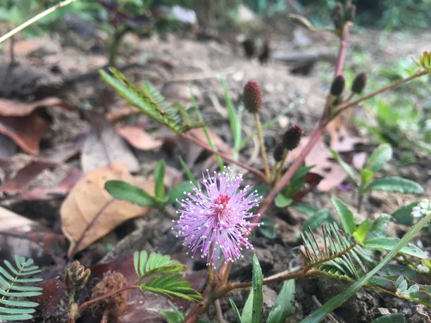 花园里的紫色小花图片下载