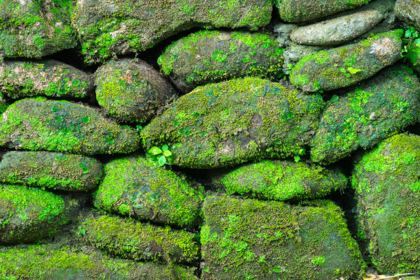 丛林深处的鹅卵石石墙。图片下载