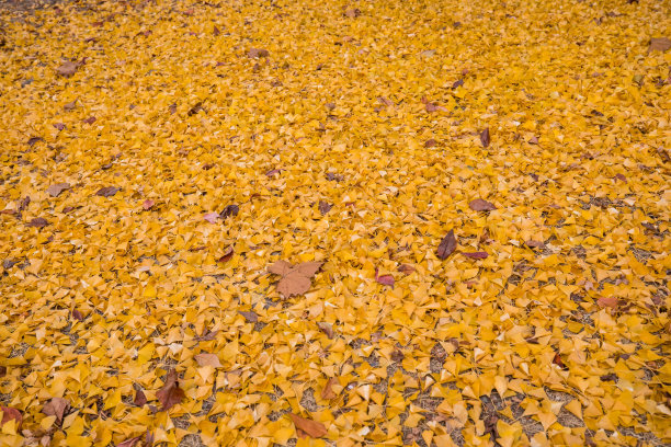 黄秋的银杏叶飘落在地上图片下载