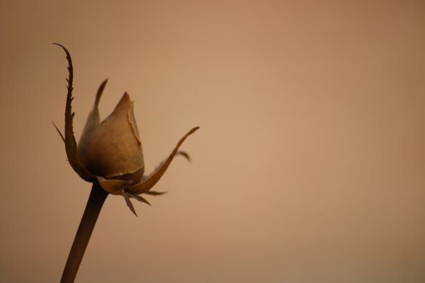 冰冻的玫瑰图片下载
