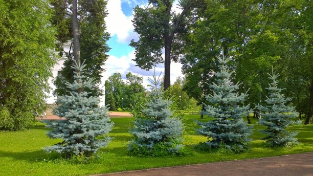 四棵蓝色云杉松树在绿色的公园里。年轻的装饰冷杉。生态学的概念,环境。图片下载