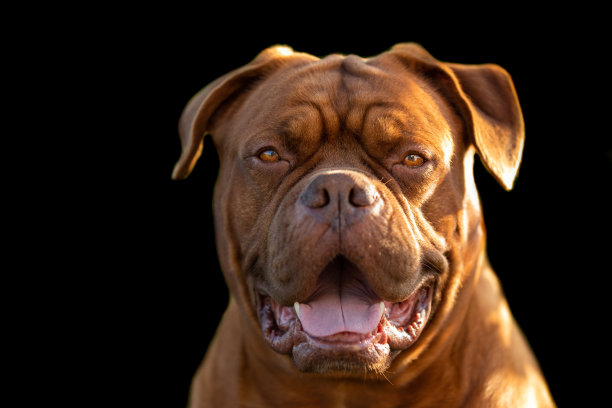 有黑色背景的法国獒犬图片下载