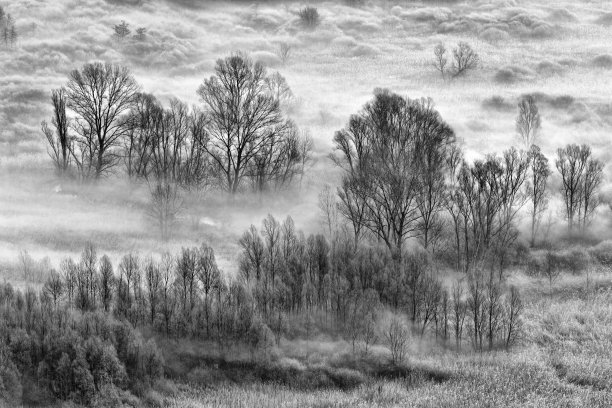 日出时的树和雾图片下载