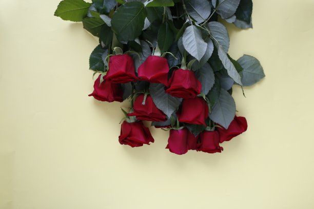 一束红玫瑰图片下载