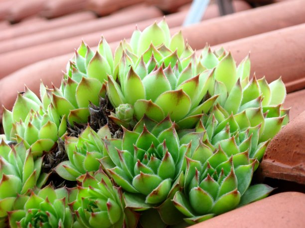 屋顶上的瞭望塔图片下载