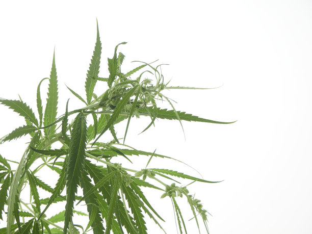 大麻树的绿叶用于生产CBD油，用于药用。图片下载