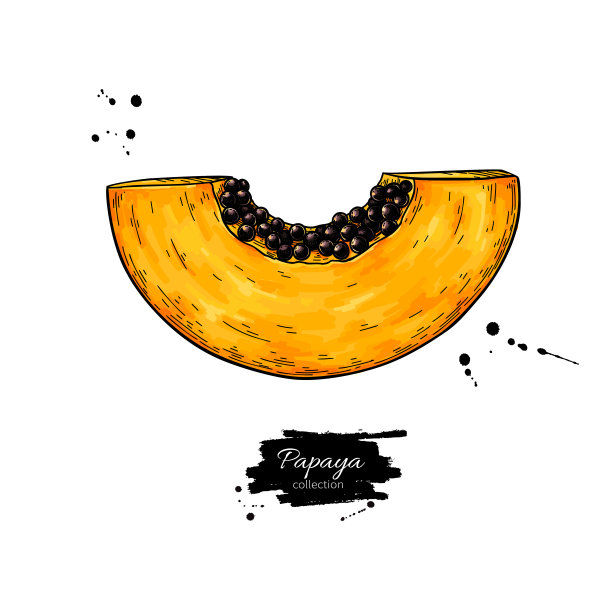 木瓜矢量图。手绘热带水果插图。图片下载