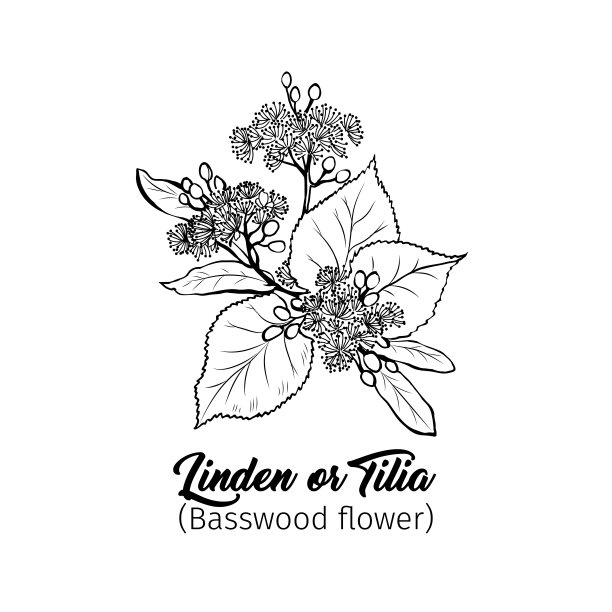 菩提树开花黑墨插图图片下载