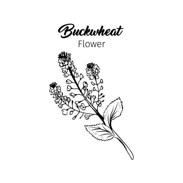 荞麦花黑墨素描图片下载