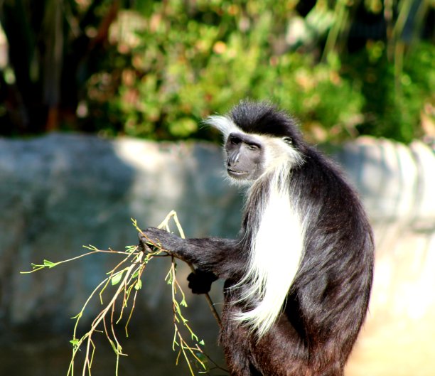 疣猴在吃零食图片下载