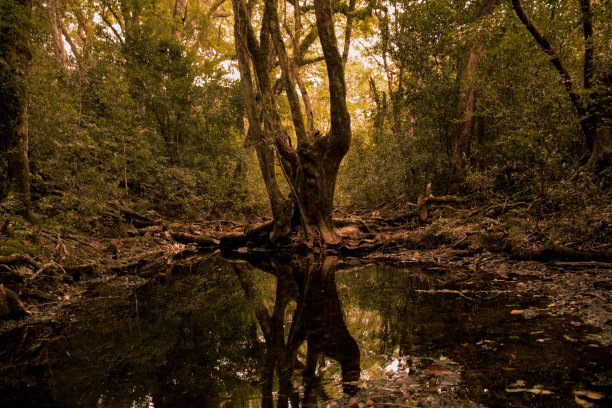 树在水里图片下载