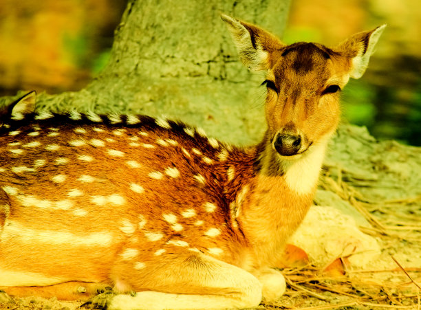 美丽的鹿坐在树下休息。图片下载