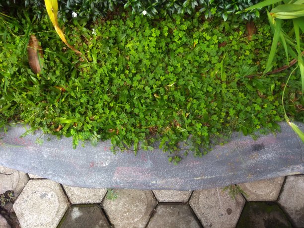 俯视图绿色植物和六角形瓷砖图片下载