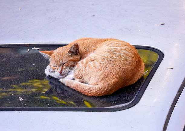 可爱的红色家猫在白色的车顶在秋天图片下载