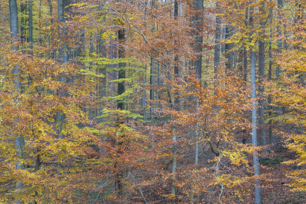 秋天的山毛榉林图片下载