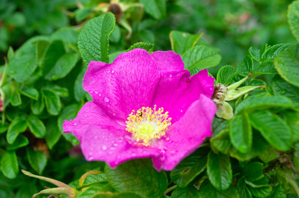 大自然中的野生玫瑰。粉红色的野玫瑰，枝头有绿叶。自然的照片。图片下载