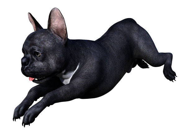3D插图黑色法国斗牛犬在白色图片下载