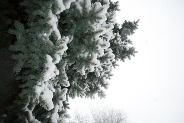 冬天的树图片下载