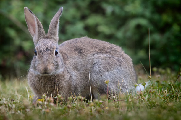 兔子图片下载