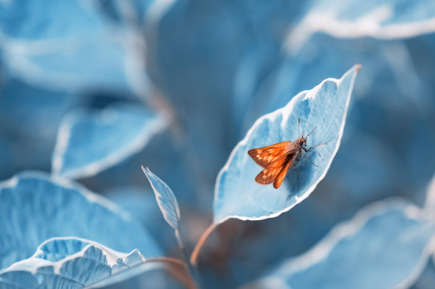 鲜橙色的蝴蝶在蓝色的叶子上。美丽的春季或夏季抽象艺术背景。有选择性的重点。图片下载