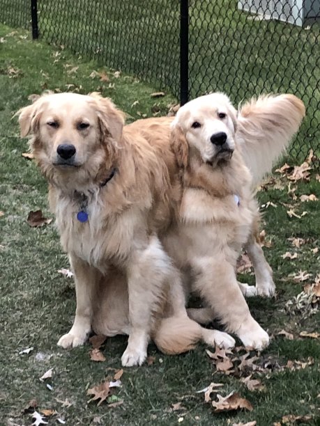 金毛猎犬小狗和狗图片下载