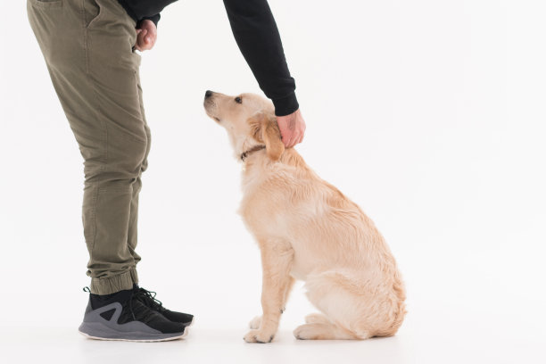 狗主人教她的狗在一个白色的背景图片下载