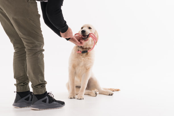 狗主人教她的狗在一个白色的背景图片下载