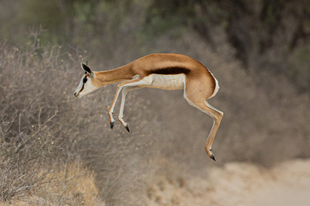 跳跃斯普林博克图片下载