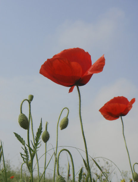 罂粟rhoeas图片下载