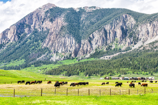 crest Butte，科罗拉多州的山景在夏天的落基山脉与牛群放牧在草地牧场农场和房子的背景图片下载