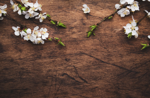 春天开花的树枝在木制的背景上。白色樱花顶视图，复制空间图片下载