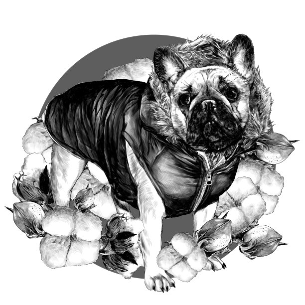 狗品种哈巴狗站高在温暖的衣服与毛皮兜组成的圆圈周围的植物棉花图片下载