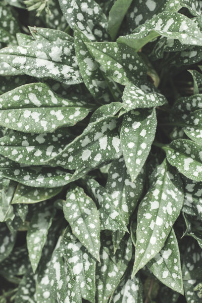 绿色和白色植物叶子的纹理图片下载