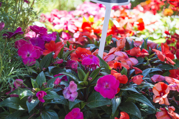 花市里有紫色和红色的花图片下载