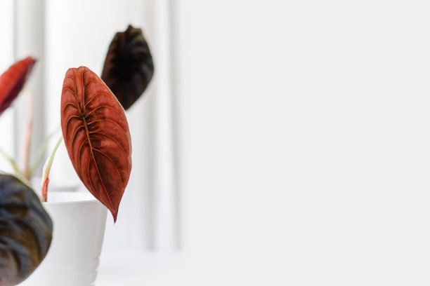 家的图片素材ID：349343496