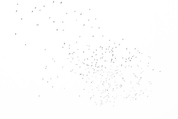 许多飞鸟的剪影把天空染成了白色图片下载
