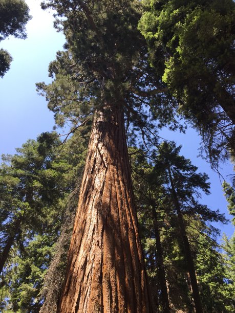 加州国家公园红杉图片下载