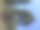 加州国家公园红杉图片下载