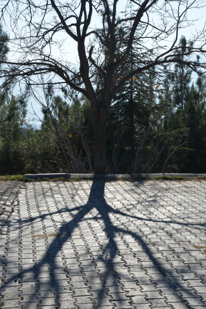 花园里的一棵老树图片下载