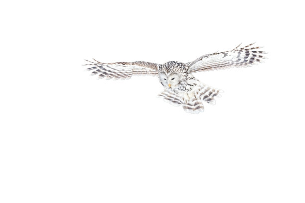 乌拉尔猫头鹰，乌拉尔条纹，飞行孤立在白色背景图片下载