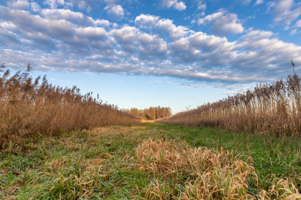 低视角的芦苇地和蓝色多云的天空图片下载