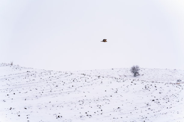 鹰飞和雪在草地，冬季景观图片下载