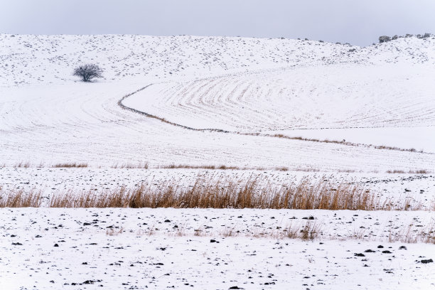 雪在草地，冬天的风景图片下载