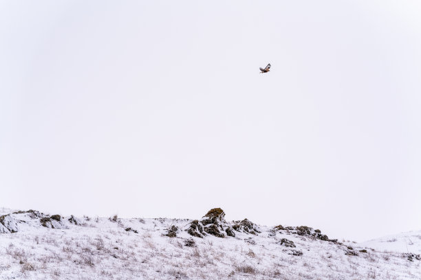 雪在草地，冬天的风景图片下载