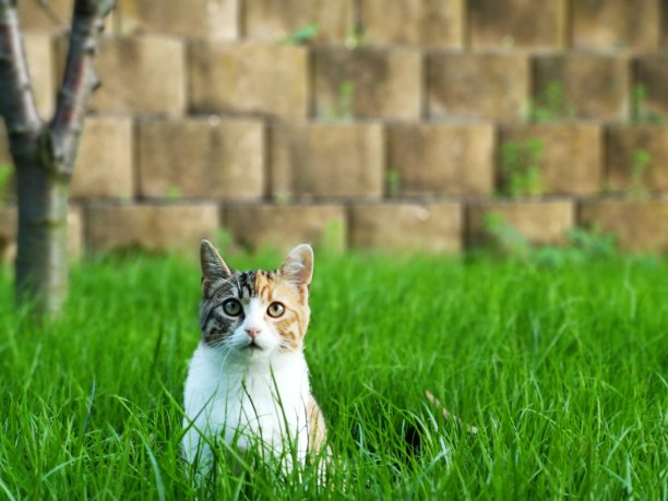 花园里的猫图片下载