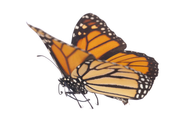 帝王蝶孤立在白色上图片下载