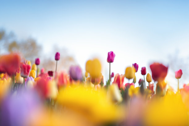 郁金香花园图片下载