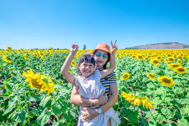 女士和孩子在向日葵地里旅行图片下载